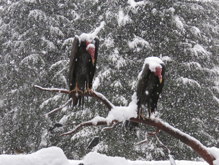 Two life sized turkey vultures
