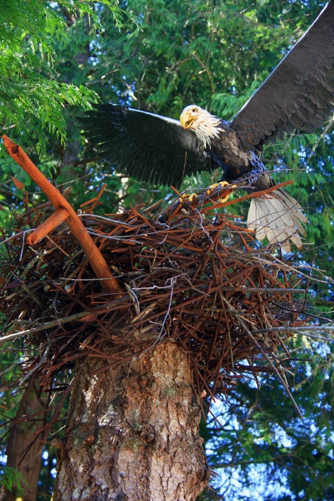 Life-sized eagle in nest